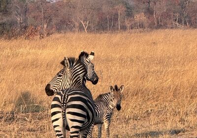 Zebra Family on the Plains